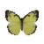 Butterfly-dead-lemonemigrantfemale.png