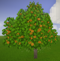 Апельсиновое дерево со спелыми фруктами