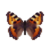 Butterfly-dead-smalltortoiseshell.png