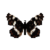 Butterfly-dead-mapbutterflymalesummerform.png