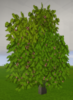 Плодоносящее сливовое дерево