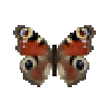 File:Butterfly-dead-peacock.png