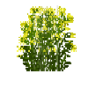 File:Flower-woad.png