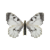 File:Butterfly-dead-cloudedapollofemale.png