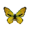 Butterfly-dead-ornithopterapriamuseuphorionabgoldenmale.png