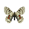 Butterfly-dead-cardinalapollomale.png
