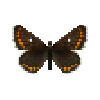 File:Butterfly-dead-northernbrownargusfemale.png