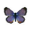 Butterfly-dead-meadowbluemale.png