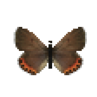 File:Butterfly-dead-acmonbluefemale.png