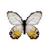 Butterfly-dead-amberphantom.png