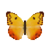 Butterfly-dead-orangebarredsulphurthalestrisyellowfemale.png