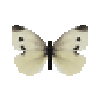 Butterfly-dead-smallwhitefemale.png