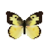 Butterfly-dead-southerndogfacemale.png
