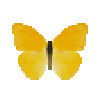 Butterfly-dead-largeorangesulphurmale.png