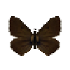 Butterfly-dead-northernbrownargusmale.png