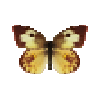 Butterfly-dead-southerndogfaceyellowfemale.png