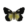 Butterfly-dead-goldenjezebelfemale.png