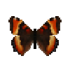 Butterfly-dead-milbertstortoiseshellmale.png