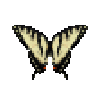Butterfly-dead-easterntigerswallowtailmale.png