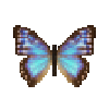 Butterfly-dead-aegamorphobluefemale.png