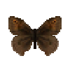 Butterfly-dead-meadowbrownmale.png