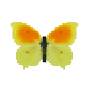 Butterfly-dead-cleopatramale.png