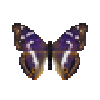 Butterfly-dead-purpleemperormale.png