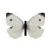 File:Butterfly-dead-smallwhitemale.png