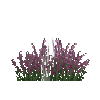 File:Flower-heather.png