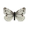 File:Butterfly-dead-greenveinedwhitefemale.png