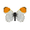 Butterfly-dead-orangetipmale.png