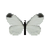 File:Butterfly-dead-woodwhitemale.png