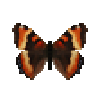 Butterfly-dead-milbertstortoiseshellfemale.png