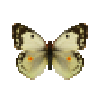 Butterfly-dead-dawncloudedbutterflywhitefemale.png
