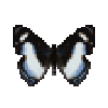 Butterfly-dead-ireniametalmark.png