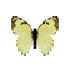 Butterfly-dead-mexicanmarbledwhitefemale.png