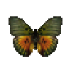 Butterfly-dead-edwardsforestermale.png