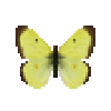 Butterfly-dead-giantnorthernsulfurmale.png