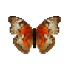 Butterfly-dead-bloodredgliderredfemale.png