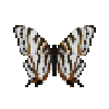 File:Butterfly-dead-africanmapwing.png