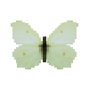 Butterfly-dead-commonbrimstonefemale.png