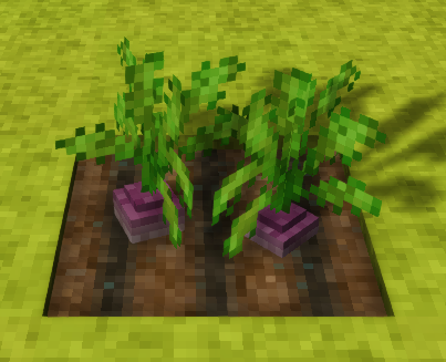 File:Turnip-fully-grown-crop.png