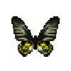 File:Butterfly-dead-goldenbirdwingfemale.png