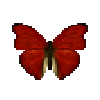 Butterfly-dead-bloodredglidermale.png