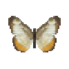 Butterfly-dead-commonmestra.png