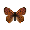 Butterfly-dead-purplishcoppermale.png