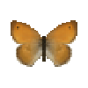 Butterfly-dead-smallheathfemale.png