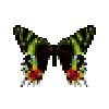 Butterfly-dead-madagascansunsetmoth.png
