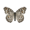 Butterfly-dead-graypansy.png