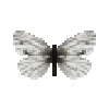 Butterfly-dead-arcticwhitefemale.png